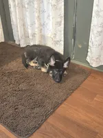Indie, a female German Shepherd Dog for sale in Forest City, NC – 4 of 10