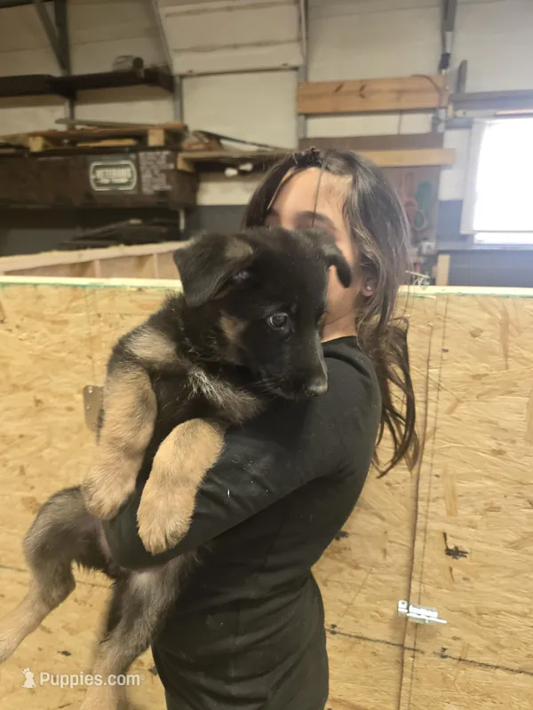 Cali – German Shepherd Dog puppy for sale in Forest City, NC