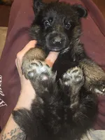 Thor, a male German Shepherd Dog for sale in Forest City, NC – Photo 9 of 9