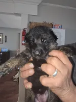 Thor, a male German Shepherd Dog for sale in Forest City, NC – Photo 2 of 9