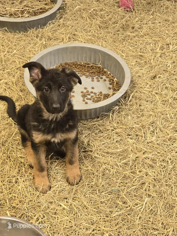 Cali – German Shepherd Dog puppy for sale in Forest City, NC
