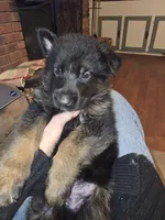 Thor, a male German Shepherd Dog for sale in Forest City, NC – Photo 1 of 9