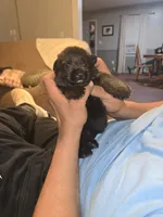 Thor, a male German Shepherd Dog for sale in Forest City, NC – Photo 7 of 9