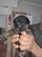 Thor, a male German Shepherd Dog for sale in Forest City, NC – Photo 4 of 9