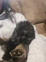 Thor, a male German Shepherd Dog for sale in Forest City, NC – Photo 5 of 9