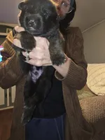 Thor, a male German Shepherd Dog for sale in Forest City, NC – Photo 8 of 9