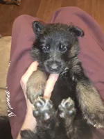 Thor, a male German Shepherd Dog for sale in Forest City, NC – Photo 3 of 9