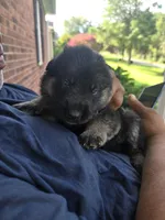 Roxy, a female German Shepherd Dog for sale in Forest City, NC – 10 of 10