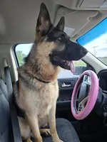 Diesel , a male German Shepherd Dog for sale in Forest City, NC – 3 of 6