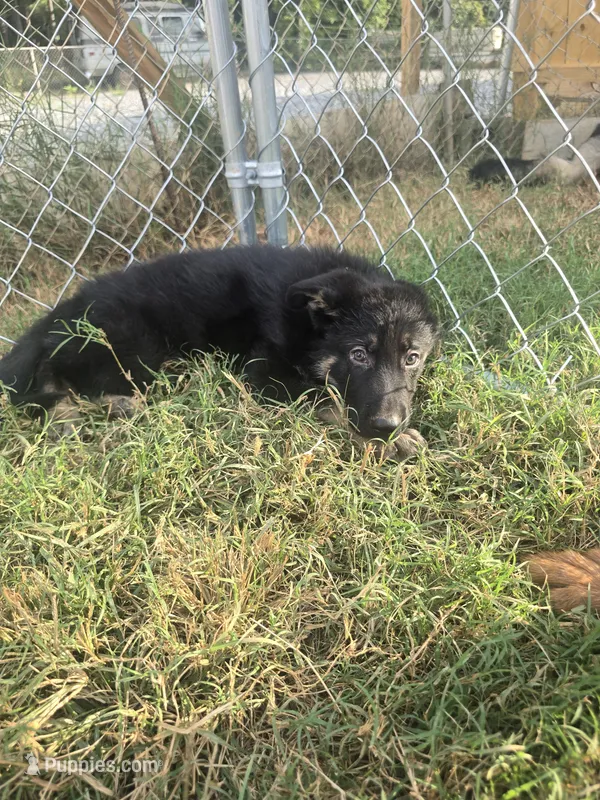 Thor – German Shepherd Dog puppy for sale in Forest City, NC