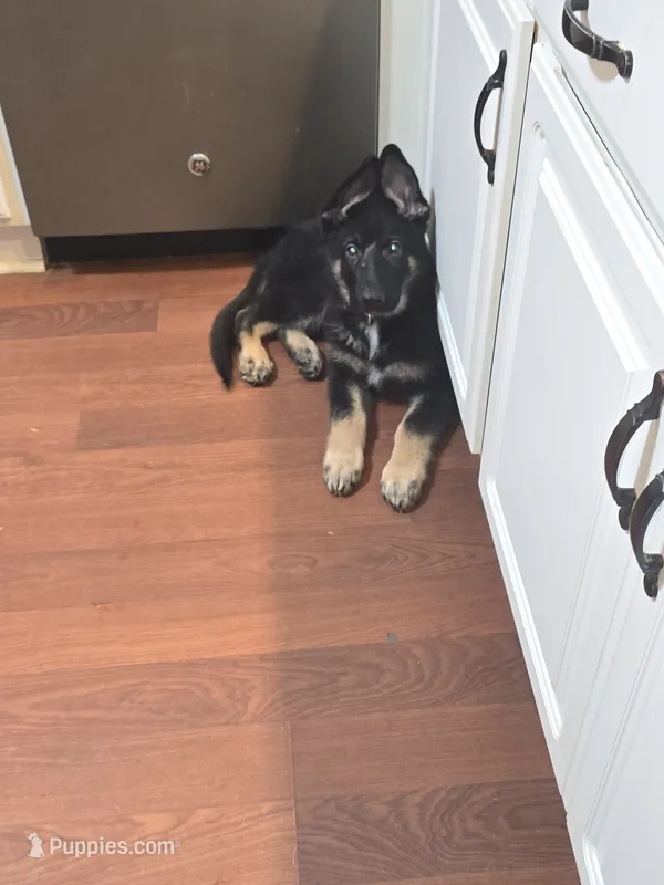 Thor – German Shepherd Dog puppy for sale in Forest City, NC