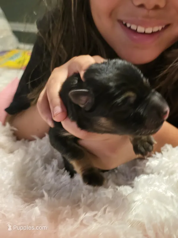 Roxy – German Shepherd Dog puppy for sale in Forest City, NC