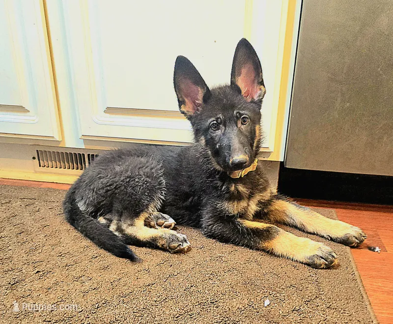 Indie – German Shepherd Dog puppy for sale in Forest City, NC