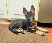 Indie, a female German Shepherd Dog for sale in Forest City, NC – 1 of 10