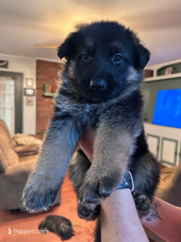 Roxy – German Shepherd Dog puppy for sale in Forest City, NC