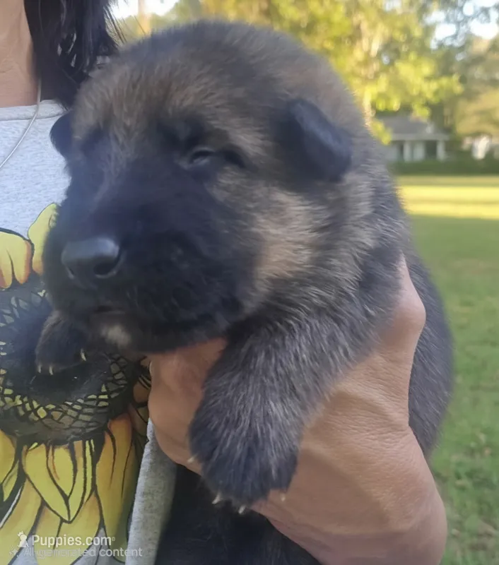 Apollo – German Shepherd Dog puppy for sale in Forest City, NC