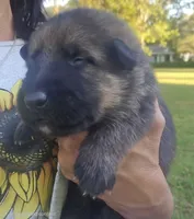 Apollo, a male German Shepherd Dog for sale in Forest City, NC – 1 of 7
