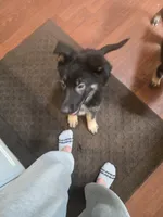 Indie, a female German Shepherd Dog for sale in Forest City, NC – 8 of 10