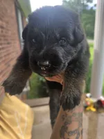 Roxy, a female German Shepherd Dog for sale in Forest City, NC – 8 of 10