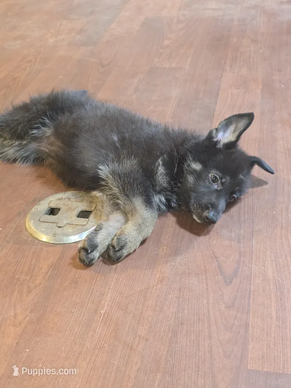 Kia – German Shepherd Dog puppy for sale in Forest City, NC