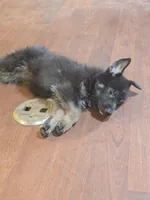 Kia, a female German Shepherd Dog for sale in Forest City, NC – 3 of 10