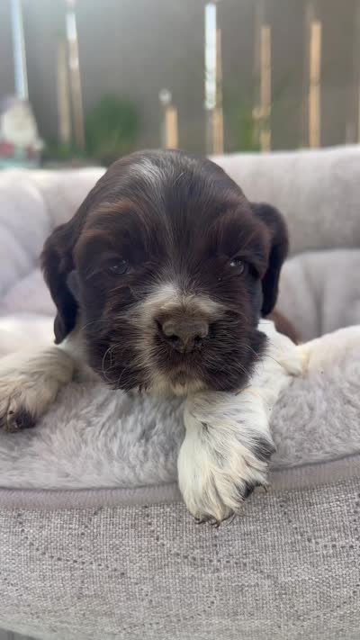 Mocha, a female Cocker Spaniel for sale in Tulare, CA – 3 of 3