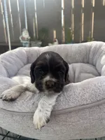Mocha, a female Cocker Spaniel for sale in Tulare, CA – 2 of 3