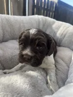 Bella, a female Cocker Spaniel for sale in Tulare, CA – 2 of 3