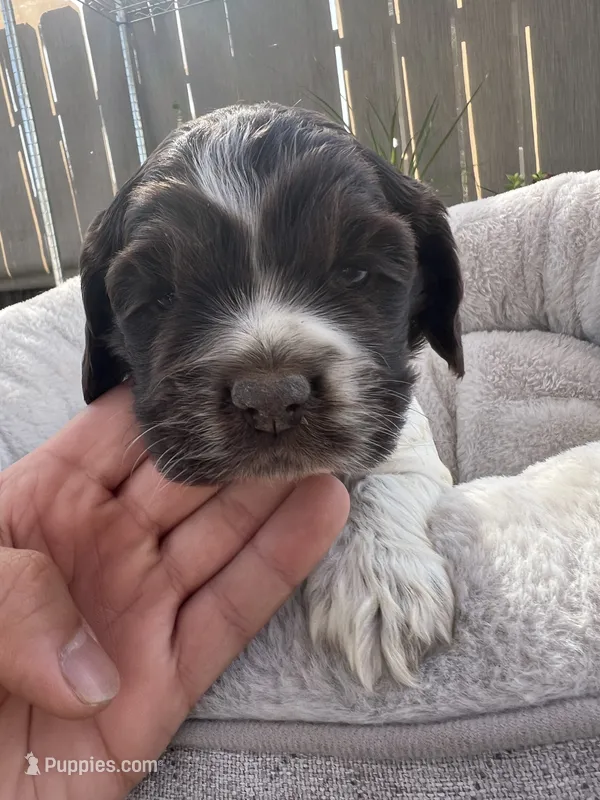 Champ  – Cocker Spaniel puppy for sale in Tulare, CA