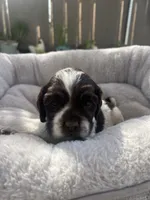 Luna, a female Cocker Spaniel for sale in Tulare, CA – 2 of 3