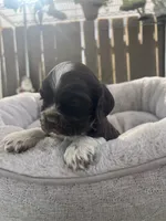 Coco, a male Cocker Spaniel for sale in Tulare, CA – 2 of 3