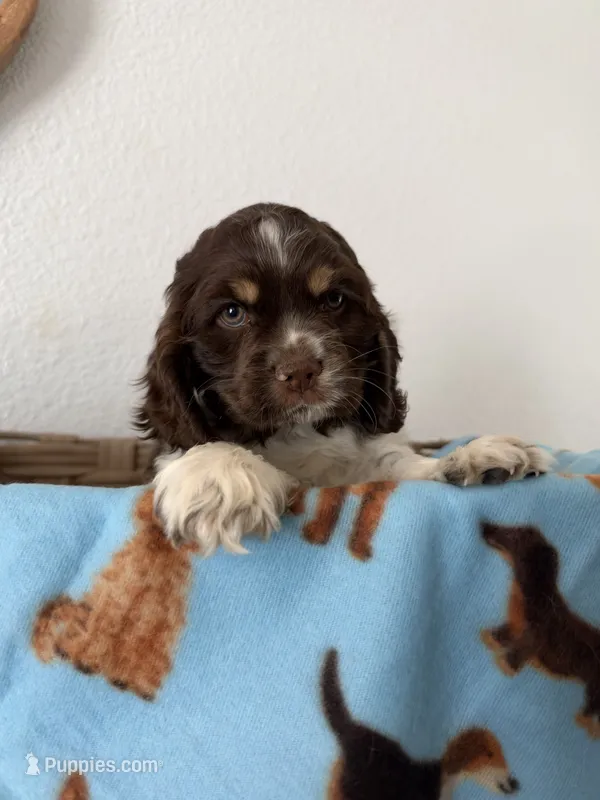 Rocky – Cocker Spaniel puppy for sale in Tulare, CA