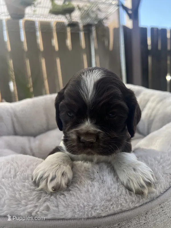 Coco – Cocker Spaniel puppy for sale in Tulare, CA