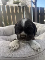 Coco, a male Cocker Spaniel for sale in Tulare, CA – 1 of 3