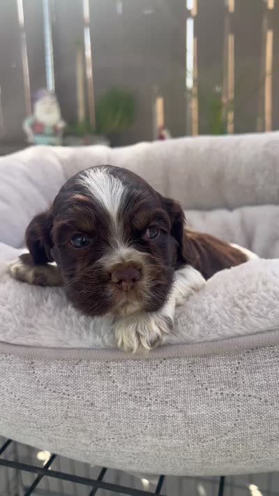 Rocky, a male Cocker Spaniel for sale in Tulare, CA – 3 of 3