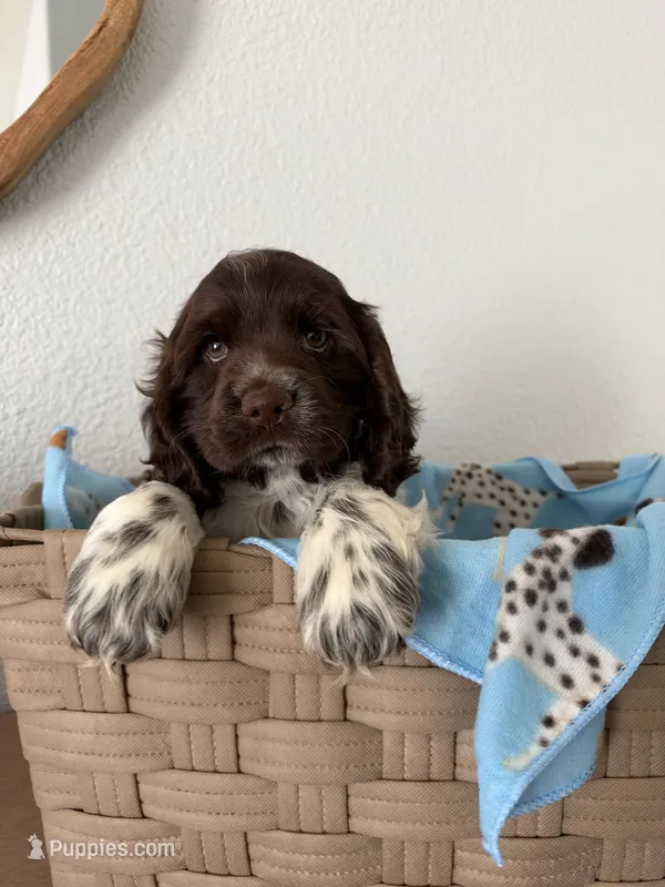 Mocha – Cocker Spaniel puppy for sale in Tulare, CA