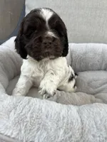 Cody, a male Cocker Spaniel for sale in Tulare, CA – Photo 4 of 7