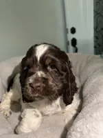 Cody, a male Cocker Spaniel for sale in Tulare, CA – Photo 1 of 7