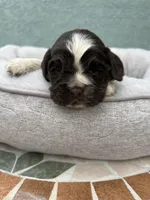 Cody, a male Cocker Spaniel for sale in Tulare, CA – Photo 7 of 7