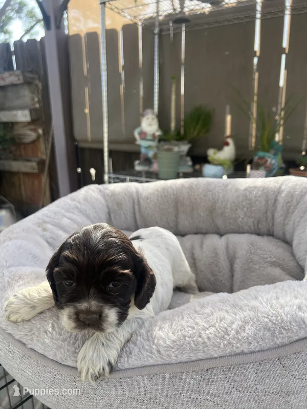 Chanel – Cocker Spaniel puppy for sale in Tulare, CA