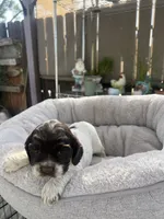 Chanel, a female Cocker Spaniel for sale in Tulare, CA – 1 of 3