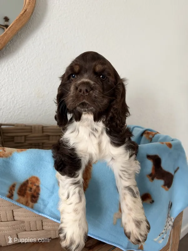 Champ  – Cocker Spaniel puppy for sale in Tulare, CA