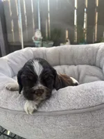 Rocky, a male Cocker Spaniel for sale in Tulare, CA – 2 of 3
