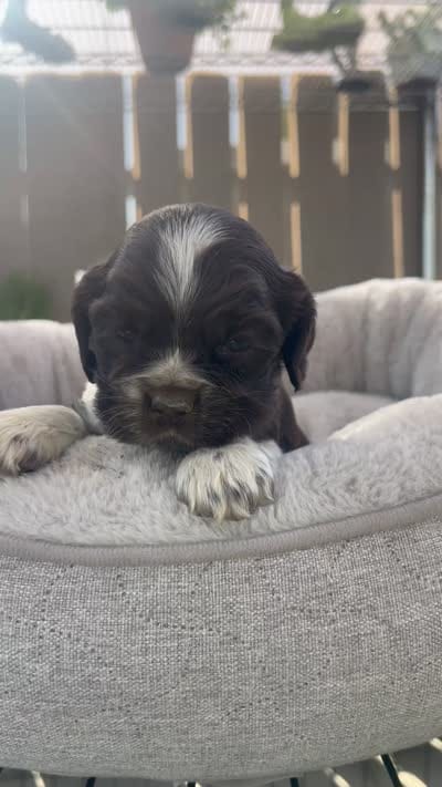 Coco, a male Cocker Spaniel for sale in Tulare, CA – 3 of 3