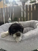 Chanel, a female Cocker Spaniel for sale in Tulare, CA – 2 of 3
