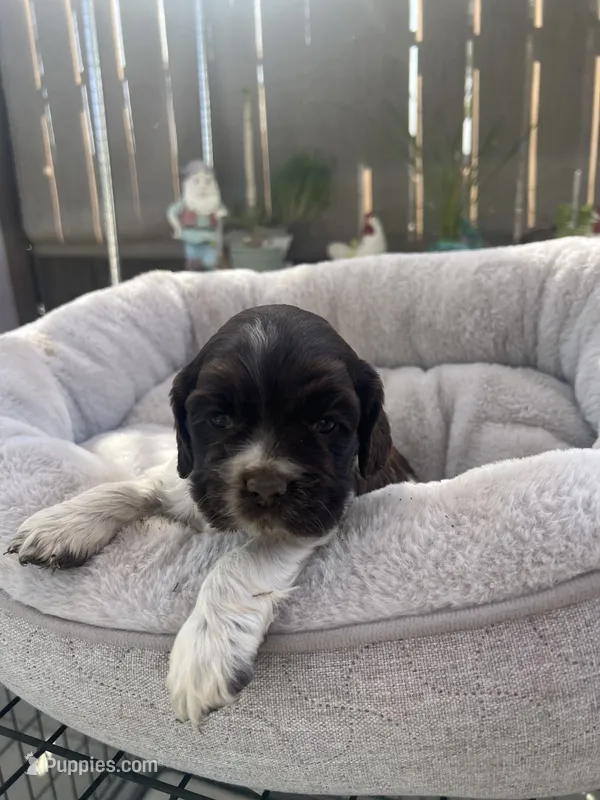 Mocha – Cocker Spaniel puppy for sale in Tulare, CA