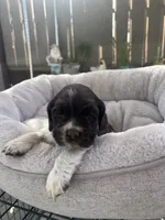 Mocha, a female Cocker Spaniel for sale in Tulare, CA – 1 of 3