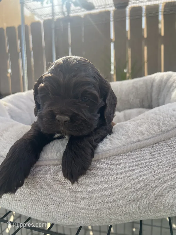 Koda  – Cocker Spaniel puppy for sale in Tulare, CA