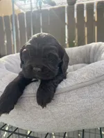 Koda , a male Cocker Spaniel for sale in Tulare, CA – 1 of 2