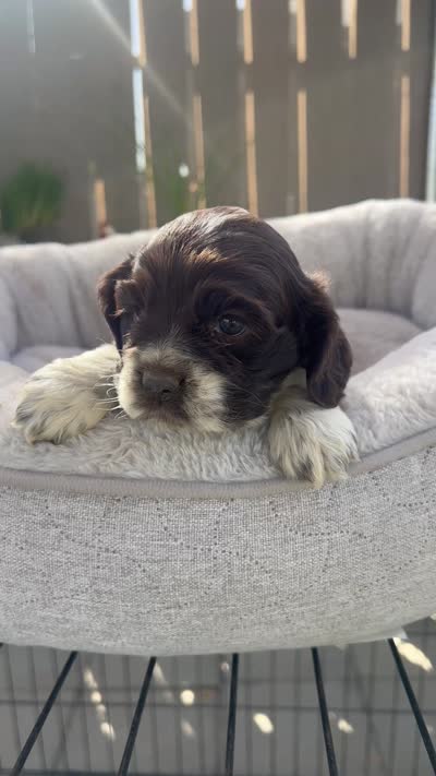 Chanel, a female Cocker Spaniel for sale in Tulare, CA – 3 of 3